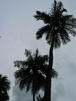 Martinique2003 022 